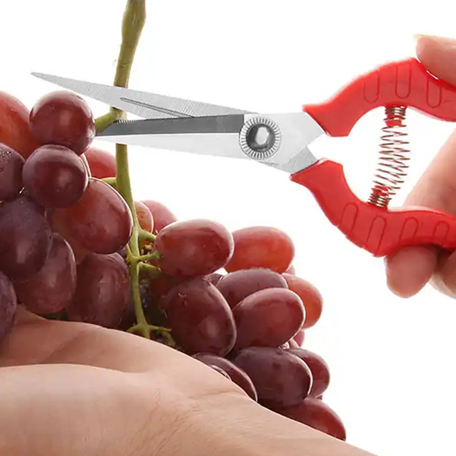 Trimming scissors with stainless steel blades, designed for efficient plant and flower care. Trimming scissors with stainless steel blades, designed for efficient plant and flower care.